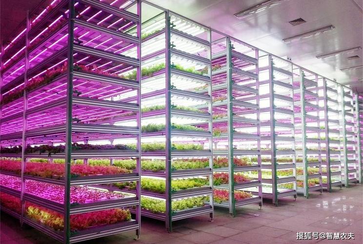 不靠阳光不用土，产量提高40倍——探访北京高科技植物工厂